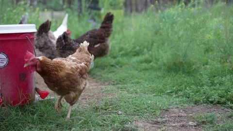Backyard Chickens Drinking Stock Footage 276251507