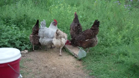 Backyard Chickens Eating Stock Footage 276251508
