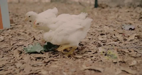 Backyard chickens eating kale and leafy greens in slow motion Stock Footage 131054516