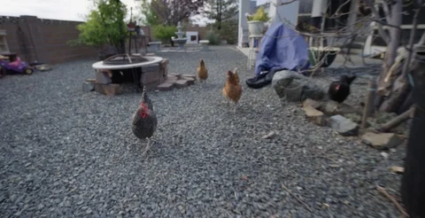 Backyard Chickens Running Around Stock Footage 92145323