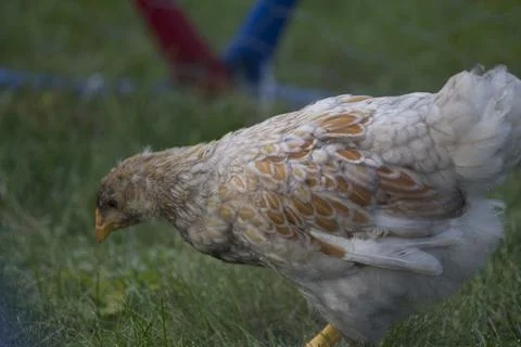 Backyard Chickens in a Suburban Environment Stock Photos