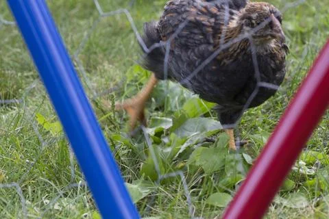Backyard Chickens in a Suburban Environment Stock Photos
