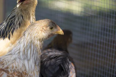 Backyard Chickens in a Suburban Environment Stock Photos