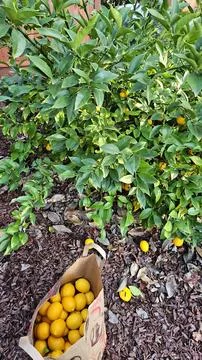 Backyard Citrus Tree with Freshly Picked Lemons in a Bag Stock Photos