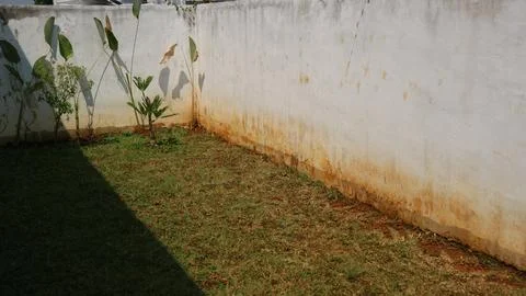 Backyard corner featuring a white wall with water stains, green grass, and .. Stock Photos