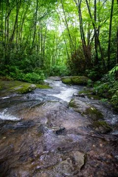 Backyard Creek Stock Photos