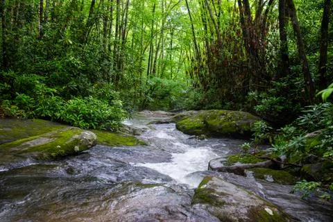 Backyard Creek Stock Photos