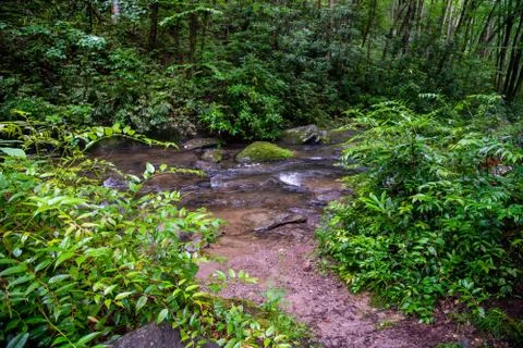 Backyard Creek Stock Photos