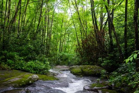 Backyard Creek Foto stock