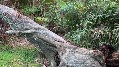 Backyard Devastation from Storm Uprooted Tree Stock Footage 345549633