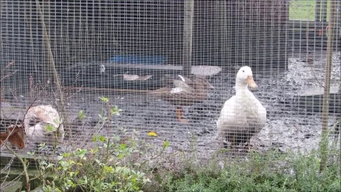 Backyard ducks preening in a muddy enclosure. Stock Footage 76580507