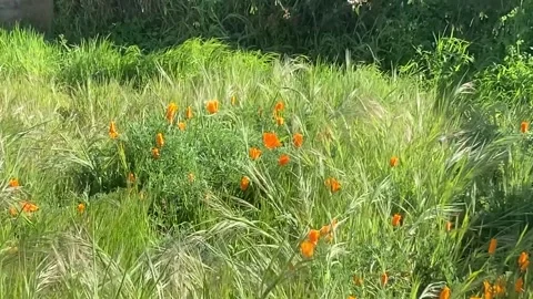 Backyard Filled With Grassy Weeds And Orange Flowers 스톡 동영상 260143320