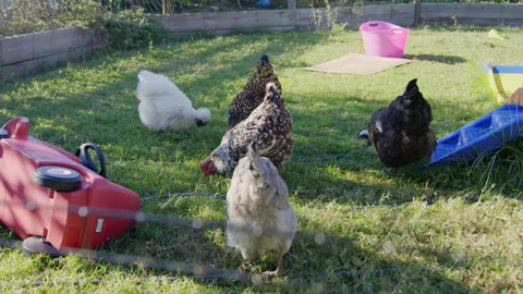 A Backyard flock of hens pecking and foraging for food in the backyard with Stock Footage 341492416