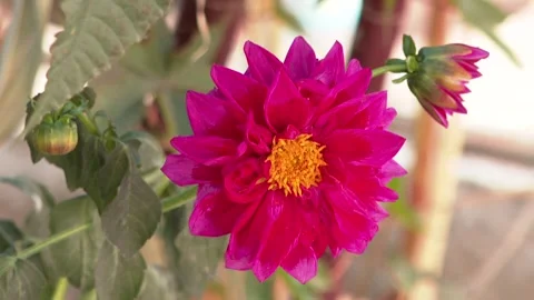 Backyard flowers 1 Stock Footage 311645500
