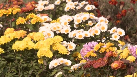 Backyard flowers 4 Video stock 311645507