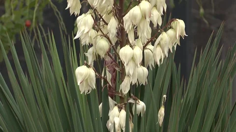 Backyard flowers 5 Video stock 311645513