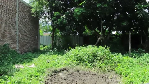 Backyard full of weeds Stock Footage 197642291