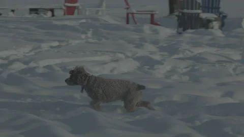 Backyard fun in snowy Canada Video stock 170277687