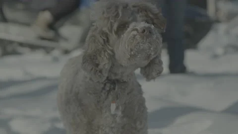 Backyard fun in snowy Canada Video stock 170277832