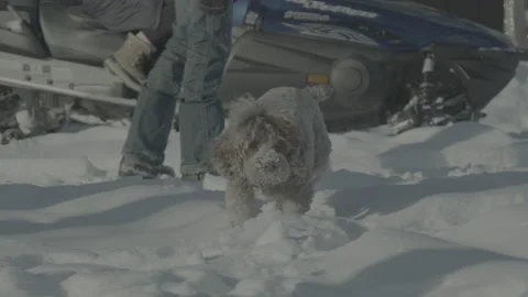 Backyard fun in snowy Canada Video stock 170278025