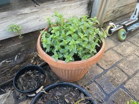 Backyard Garden 2 库存照片