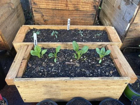 Backyard Garden 3 库存照片