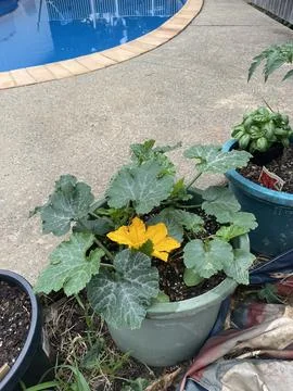 Backyard Garden 4 库存照片