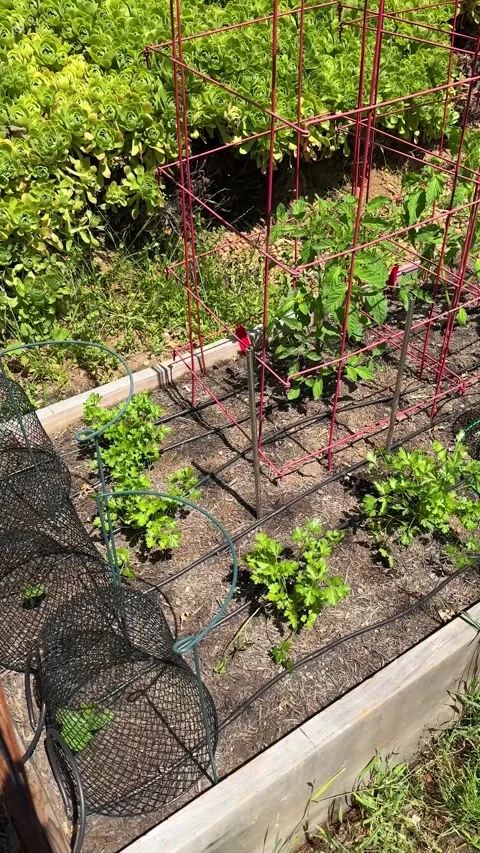Backyard Garden Bed with Tall Red Trellis Structures Stock Footage 313961228