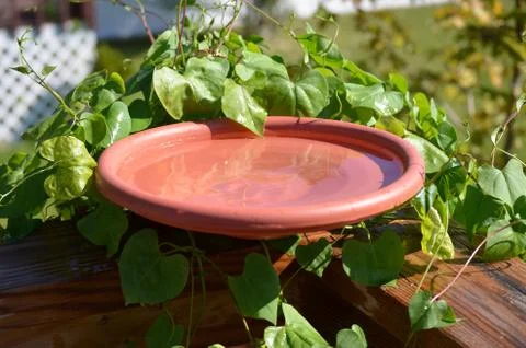Backyard garden birdbath Stock Photos