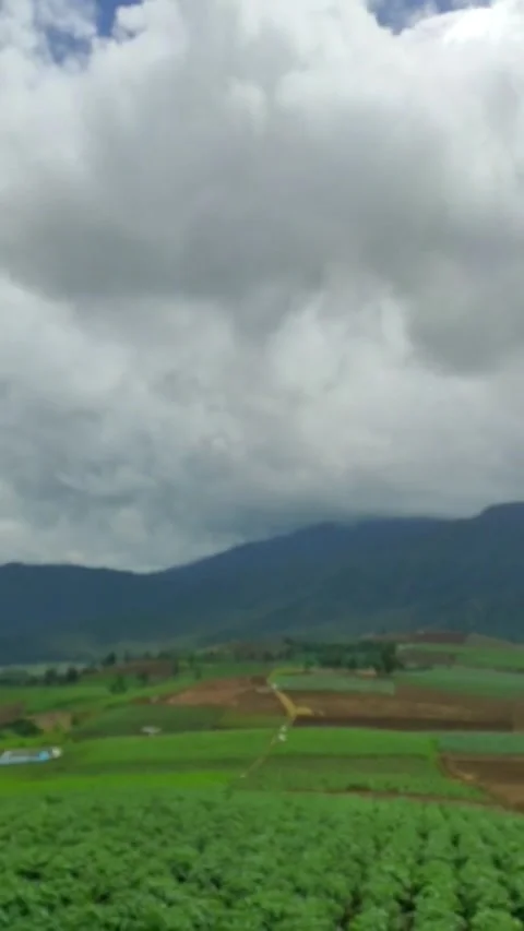 Backyard garden Video stock 241099090