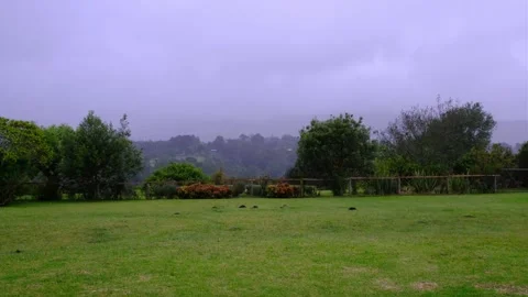 Backyard Garden, Grass, Fence, Trees, Raining Video stock 229555784