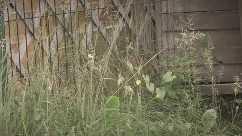 Backyard Garden with Green Grass and Decorative Fence Stock Footage 339875341