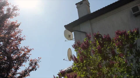 Backyard garden plants Stock Footage 42339345