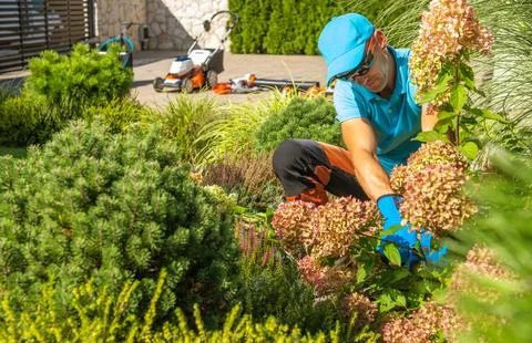 Backyard Garden Plants Pruning Performed by Gardener Stock-Fotos