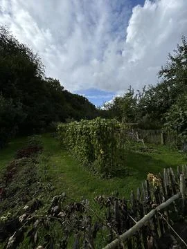 Backyard garden plot with lush climbing vines, narrow grassy path, rustic Stock Photos