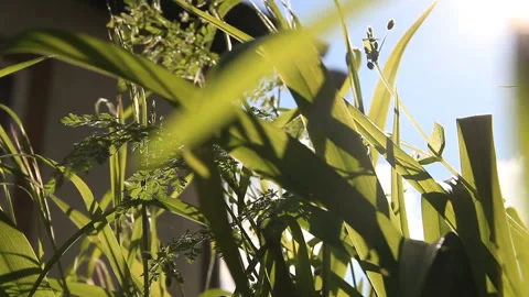 Backyard grass closeup Stock-Footage 113520625