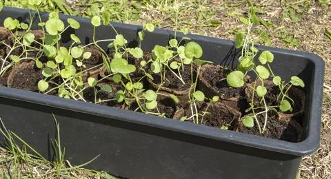 In the backyard, on the grass, there is a plastic tray with peat cups with young Foto stock