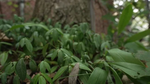 Backyard Greenery Closeup with Natural Sunlight Vídeo Stock 341161043