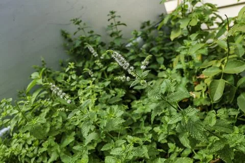 Backyard grows Mint or Mentha, a Genus of Plants in the Family Lamiaceae Stock Photos