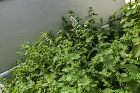 Backyard grows Mint or Mentha, a Genus of Plants in the Family Lamiaceae Stock Photos