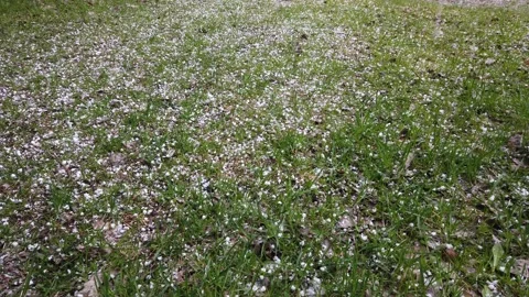 Backyard hail storm in springtime, Finland Stock Footage 130955587