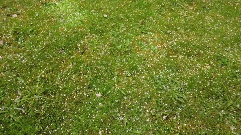 Backyard hail storm in springtime, Finland Stock Footage 130956653