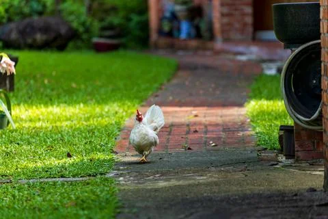 Backyard Hens Spreading Their Wings on a Green Lawn: A Documentary Photogra.. Fotos Stock