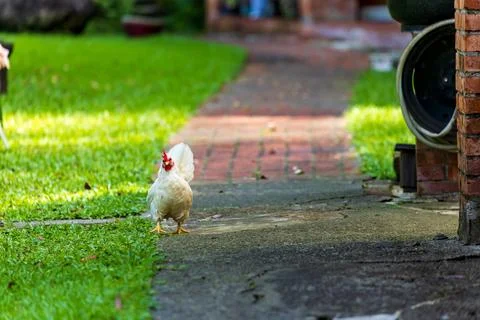 Backyard Hens Spreading Their Wings on a Green Lawn: A Documentary Photogra.. 스톡 사진