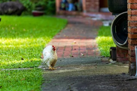 Backyard Hens Spreading Their Wings on a Green Lawn: A Documentary Photogra.. 스톡 사진