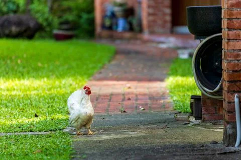 Backyard Hens Spreading Their Wings on a Green Lawn: A Documentary Photogra.. Фото
