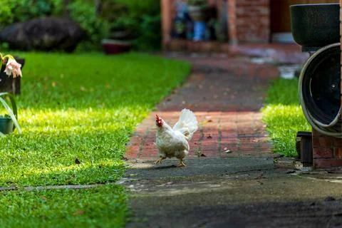 Backyard Hens Spreading Their Wings on a Green Lawn: A Documentary Photogra.. 库存照片