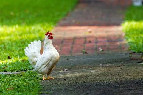 Backyard Hens Spreading Their Wings on a Green Lawn: A Documentary Photogra.. Fotos Stock