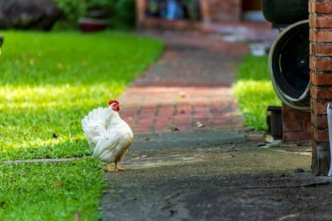 Backyard Hens Spreading Their Wings on a Green Lawn: A Documentary Photogra.. 스톡 사진