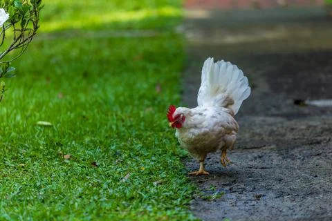 Backyard Hens Spreading Their Wings on a Green Lawn: A Documentary Photogra.. 스톡 사진